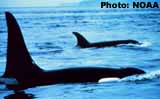Orca (Killer) Whales